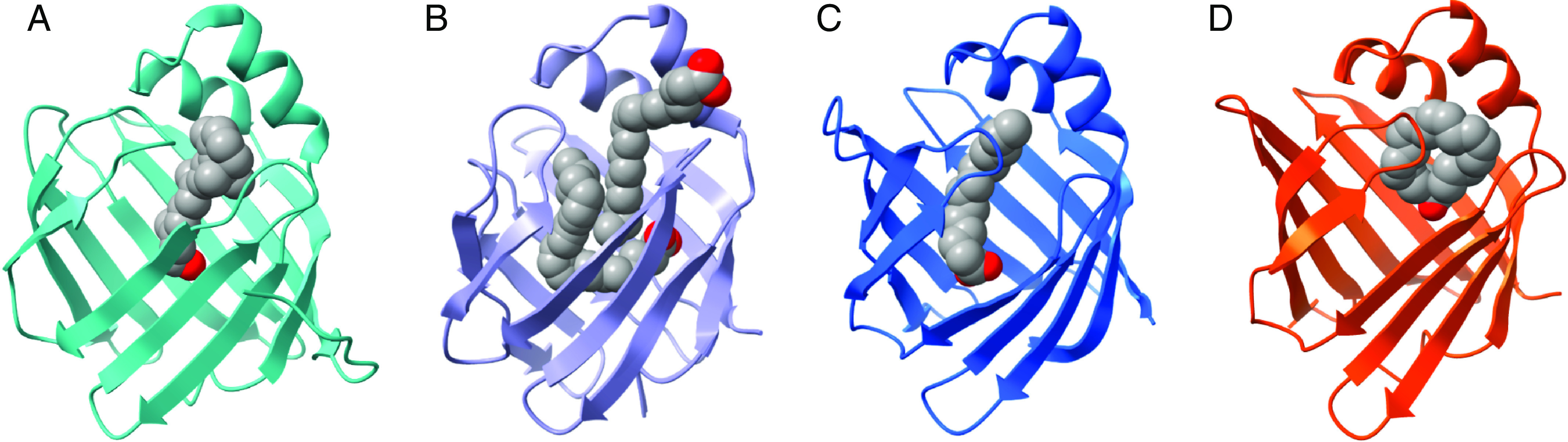 Binding orientations of endogenous ligands in the binding cavity of intracellular lipid binding proteins for (A) hCRBP1 with all-trans-retinol (PDB 5H8T), (B) hFABP1 with two oleate molecules (PDB 2LKK), (C) rFABP2 with myristate (PDB 1ICM), and (D) mFABP4 with arachidonic acid (PDB 1ADL). (Structures generated from PDB using ChimeraX; figure created with BioRender.com.)