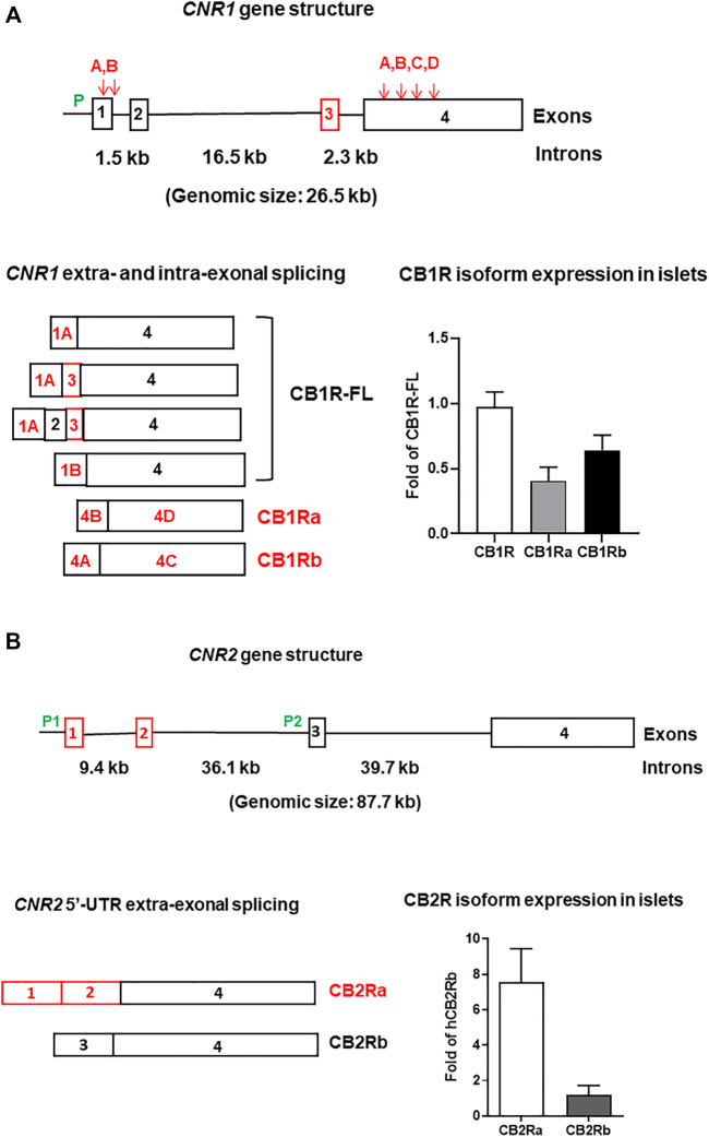 Human CNR1 (A) and CNR2 (B) gene structures, their alternatively spliced isoforms, and expression in pancreatic islets. P (green lettering) represents promoters. Exons are open boxes and introns solid lines. The exon numbers are inside the open boxes and intron sizes are marked in kb (kilobase). Downward arrows and capital letters are at the intra-exonal splicing sites. Red letterings, boxes, and arrows represent human specific isoforms, exons, and splicing sites, respectively. The reference of CB1R isoform islet expression (n = 6) is full-length CB1R (CB1R-FL) and the reference of CB2R isoform islet expression (n = 3) is CB2Rb (unpublished data from Diabetes Section, LCI/NIA/NIH).