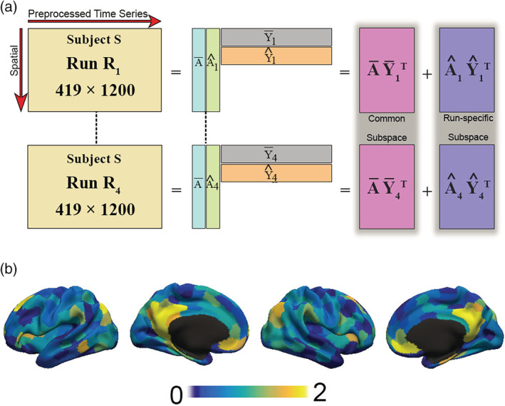 Illustration of common orthogonal basis extraction (COBE). (a) COBE applied to the four runs of rs‐fMRI of an HCP subject. COBE projects the rs‐fMRI run of a HCP subject onto a common subspace (A¯Y¯nT) and run‐specific subspace (A^nY^nT). The common component (A¯) is shared across all runs. The number of components C spanning the common subspace (i.e., the number of columns of A¯) is a user‐specified parameter. (b) The spatial map of the weights of the common component A¯ (419 x C) for C = 1 across the cortical areas is shown for a random HCP subject