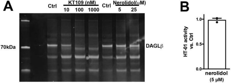 Nerolidol does not compete for binding at the active site of DAGLβ. (A) DAGL-binding probe HT-01 is competed by DAGLβ blocker KT109 (100 nM) but not by nerolidol. (B) Summary of results from 2 experiments. NS by one tailed t-test vs. 1.0 (1.0 = no effect).