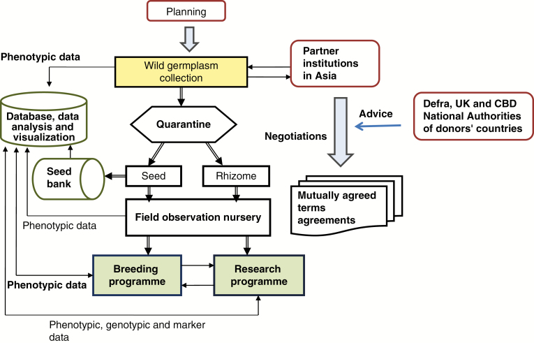 Schematic depicting the steps taken in bringing wild Miscanthus accessions out of Asia for ex situ research, breeding and conservation. The main tasks include planning, executing collections and quarantine, characterization in the nursery, information management and the negotiation of mutually agreed terms agreements whilst respecting the principles of the Convention on Biological Diversity (CBD).