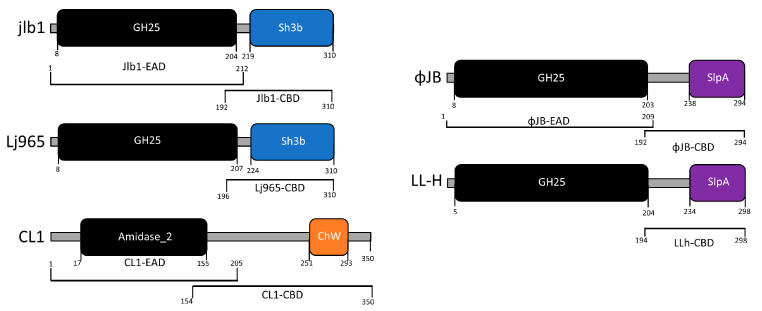 Domain architecture of lysins characterized in this study. Lysins were identified in the genomes of sequenced virulent and lysogenic phages that were found in the NCBI genome database. The functional domains were identified by analyzing the amino acid sequences against NCBI conserved domain database and by HHpred using standard search settings. The EADs identified, amidase-2 (IPR002502) and glycoside hydrolase family 25 (IPR018077), are shown in black. EADs are connected to their respective CBDs by linker domains (gray bars). CBD domains were labeled according to their family: ChW (orange), Sh3b (blue), SlpA (purple). The brackets below each schematic indicate the amino acid sequence for each EAD and CBD characterized in this study.