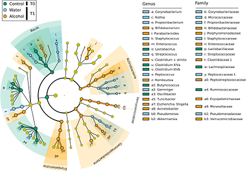LEfSe biomarker identification for the comparison of genera relative abundance between the T1 ethanol-administered rats, the T1 water-administered rats, and the corresponding T0 samples. Significant biomarker taxon for each group was obtained with a Kruskal–Wallis test among classes (α = 0.05], and only biomarkers with a logarithmic linear discriminant analysis score higher than 2.0 were retained. T0 group, n = 14; water group, n = 6; alcohol group, n = 8.