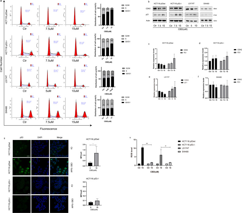CBD induces G0/G1 cell cycle arrest.a Flow cytometry was used to determine the cell cycle distribution in CBD-treated CRC cells. The quantification of each cell cycle phase is shown in the adjacent bar chart. b The expression levels of CDK2 and p21 protein in CBD-treated CRC cells were detected by Western blotting. c–f The ratio of protein levels was normalized to the values of the control. g HCT116 p53wt and p53−/− cells stained for the expression of p53 were analyzed by confocal microscopy (Scale bar: 25 μm). Quantification of mean fluorescence intensity per cell was presented as adjacent bar charts. p53(green). Nuclei, DAPI (blue). Statistical differences of each group were evaluated by compared to the control group (*p ≤ 0.05, **p ≤ 0.01 and ***p ≤ 0.001). t-Test was used. Results are shown as mean ± SEM (HCT116 p53wt n = 36–43, HCT116 p53−/− n = 53–72). h After a 24 h CBD treatment, intracellular reactive oxygen species (ROS) levels were determined using the DCFDA assay. One-way ANOVA analysis was used. Statistical differences of each group were evaluated by comparing the control (*p ≤ 0.05, **p ≤ 0.01 and ***p ≤ 0.001) or to the other group (#p ≤ 0.05, ##p ≤ 0.01 and ###p ≤ 0.001). All data are expressed as the mean ± SD of three independent experiments.