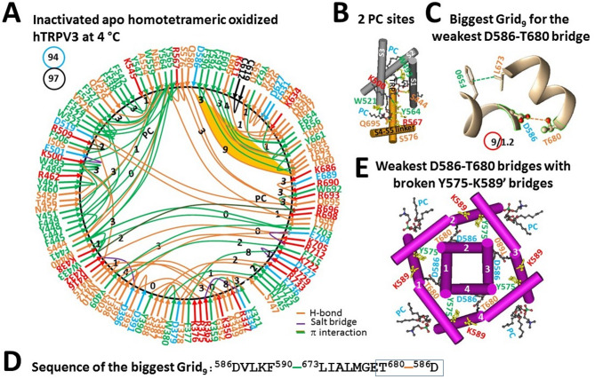 Thermoring structures of apo inactivated and oxidized hTRPV3 without cNW30 at low temperature. (A) The grid-like noncovalently interacting mesh network along the PC-dependent gating pathway of a single subunit of oxidized and inactivated hTRPV3 in the absence of THCV and cNW30 at 4 °C (PDB: 8GKA). Salt bridges, π interactions, and H-bonds between paired amino acid side chains along the PC-dependent gating pathway from K318 to G754 are denoted in purple, green, and orange, respectively. The specific constrained grid sizes needed to regulate the least-stable noncovalent interactions in the grids are shown with black numbers. The identified weakest D586-T680 H-bond in the biggest Grid9 is emphasized in orange. The total grid sizes and the total grid size-controlled noncovalent interactions along the PC-dependent gating pathway are displayed in cyan and black circles, respectively. (B) Two PC sites in the VSLD and at the vanilloid site. (C) The structure of the biggest Grid9 with a 9-residue size to regulate the wesakest D586-T680 H-bond in the pore domain. (D) The sequence of the biggest Grid9 to control the weakest D586-T680 H-bond highlighted in the blue box. (E) Allosteric gating coupling between the weakest intrasubunit D586-T680 bridges and the broken Y575-K589’ swapping interactions near the lower gate in the inactivated state, along with the PC lipids at the vanilloid sites.