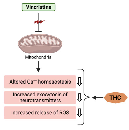 THC attenuates vincristine-induced pathogenesis at the level of mitochondria.