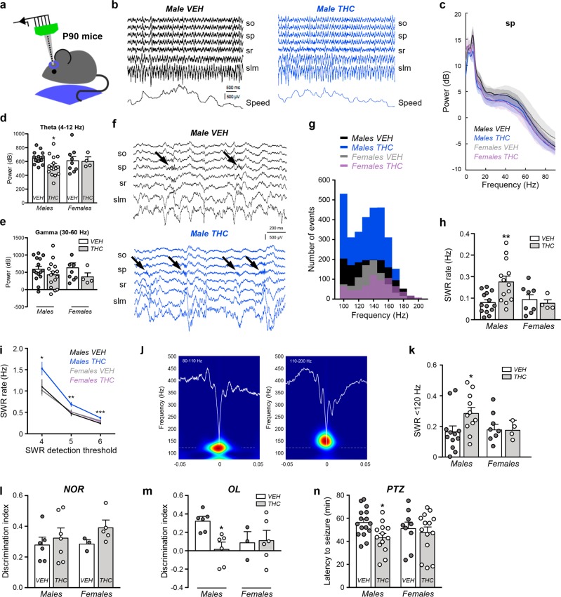 Prenatal THC exposure induces sex-dimorphic alterations of hippocampal oscillations and spatial cognitive deficits.a Scheme of experimental setup. P60-P90 mice were recorded head-fixed while running freely on a wheel. b Laminar recordings of LFP signals from a representative male mouse from each group (vehicle and THC). The running speed is shown at the bottom. so, stratum oriens; sp, stratum pyramidale; sr, stratum radiatum; slm, stratum lacunosum moleculare. c Mean power spectra of running episodes show representative peaks at θ and γ recorded at the pyramidal cell layer (sp). n = 15 vehicle-treated males, 15 THC-treated males, 9 vehicle-treated females, 4 THC-treated females. d Group differences of θ power were specific for male THC mice. *p < 0.05. Same dataset as above. e No differences of γ power. f SWR events were recorded during immobility. Note higher event rate in THC-treated males (arrows). g Distribution of spectral peaks per SWR events in the different groups. Note higher number of events in males THC and a larger contribution of slow ripple events. h Group differences of SWR rate, **p < 0.01. i Consistent larger SWR rate across detection thresholds (in number of SD). j Examples of slow (80–110 Hz) and fast (110–200 Hz) SRW events. k The proportion of slow SWR was significantly higher in the male THC group. Same dataset as above. *p < 0.05. l Mean group values of discrimination index in the NOR task. n = 6 vehicle-treated males, 7 THC-treated males, 3 vehicle-treated females, 5 THC-treated females. m Mean group values of discrimination index in the OL task. Same dataset as NOR task. n Latency to PTZ-induced seizures was significantly lower in the male THC group. *p < 0.05 n = 16 vehicle-treated males, 13 THC-treated males, 9 vehicle-treated females, 14 THC-treated females.