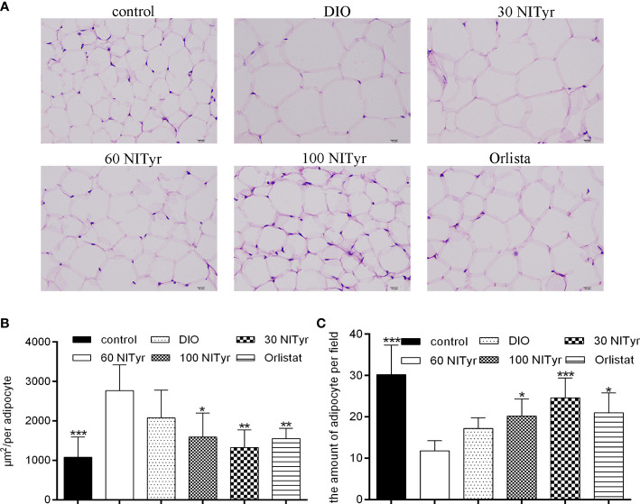 (A) The adipose tissue of mice stained by hematoxylin and eosin (H&E). scar bar = 10 µm. (B) The area of adipocytes in each group under the same field. (C) the number of adipocytes in each group of mice under the same field. The control or the DIO group was treated with Poloxamer 188 aqueous solution. 30 NITyr, 60 NITyr, 100 NITyr and Orlistat were treated with 30 mg/kg NITyr, 60 mg/kg NITyr, 100 mg/kg NITyr and 100 mg/kg Orlistat, respectively. All values were expressed as means ± SD. (n = 4). * P < 0.05, ** P < 0.01, *** P < 0.001, as compared with the DIO group.