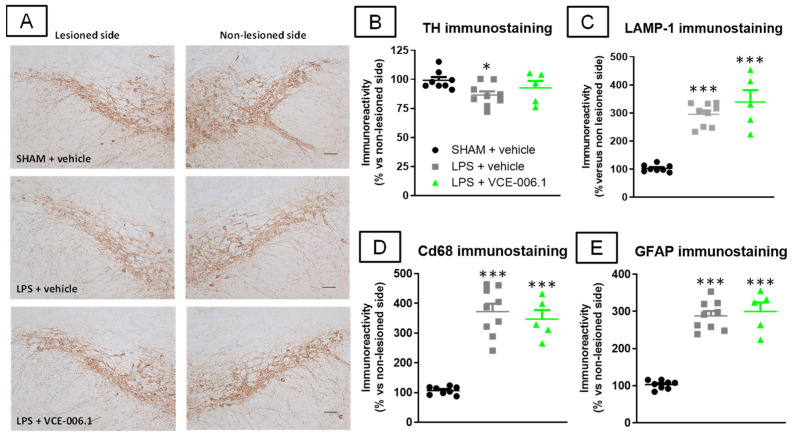 Quantification of TH (B), LAMP-1 (C), Cd68 (D), and GFAP (E) immunoreactivities, including representative images for TH immunostaining ((A); scale bar = 100 µm), measured in a selected area of the substantia nigra pars compacta of male mice subjected to unilateral LPS lesions or sham-operated and daily treated with VCE-006.1 (20 mg/kg, i.p.) for 2 weeks. Values correspond to % of the ipsilateral lesioned side vs. contralateral non-lesioned side and were expressed as means ± SEM of more than 5 animals per group. Data were assessed by one-way ANOVA followed by the Tukey test (* p < 0.05, *** p < 0.005 vs. the two sham-operated groups).