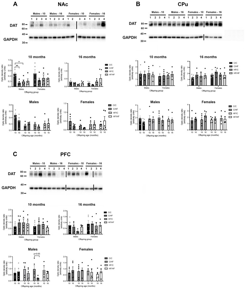 Evaluation of protein levels of dopamine transporter in young and aged offspring. Western blots and quantification of protein levels of dopamine transporter (DAT) in the nucleus accumbens (NAc, A), caudate–putamen (CPu, B), and prefrontal cortex (PFC, C) of 10- and 16-month-old male and female offspring groups. Black lines show loading of samples on different gels. Here, 1 = C/C, 2 = C/HF, 3 = HF/C, and 4 = HF/HF. Numbers following ‘males’ and ‘females’ represent age of animals in months. Here, n = 5 for all groups; * p < 0.05 and ** p < 0.01, for one-way or two-way ANOVA with Sidak’s post hoc.