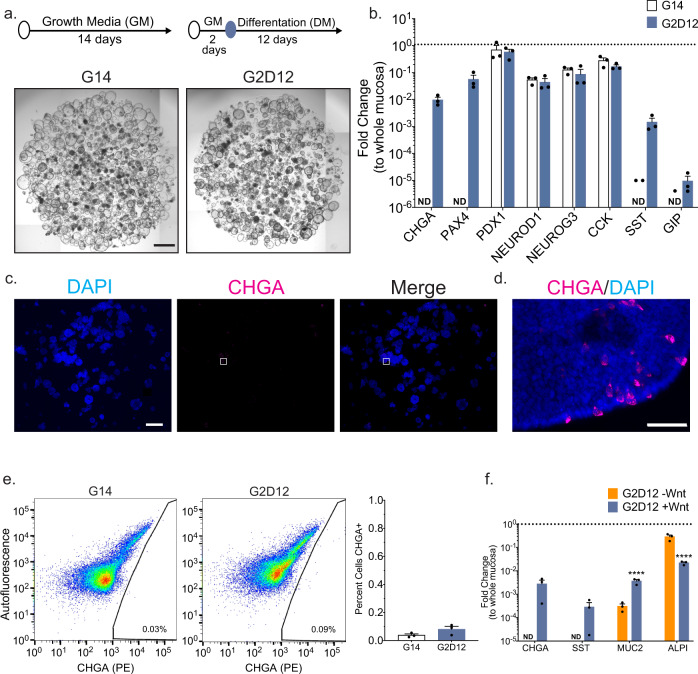 Base differentiation media induces CHGA expression in a Wnt-dependent manner.a Representative light microscopy of enteroids (whole well) grown in growth media (GM) for 14 days (G14) or two days in GM followed by 12 days in differentiation media (DM, G2D12). Specific culture schematic located above each panel, respectively. Scale bar = 1 mm. b qPCR analysis of enteroendocrine (EE) markers of enteroids grown in either G14 or G2D12 compared to duodenal whole mucosa and normalized to 18S. Dotted line denotes expression level in whole duodenal mucosa. Representative experiment showing n = 3 wells for each condition from a single enteroid line. CHGA = chromogranin A, PAX4 = paired box 4, PDX1 = pancreatic and duodenal homeobox 1, NEUROD1 = neuronal differentiation 1, NEUROG3 = neurogenin 3, CCK = cholecystokinin, SST = somatostatin, GIP = glucose-dependent insulinotropic peptide, ND = not detectable in one or more samples. (c and d) Representative immunofluorescence staining of CHGA (magenta) in enteroids (whole well) treated with G2D12. Boxed portion in c shown magnified in d. DNA (4′,6-diamidino-2-phenylindole (DAPI) blue). Scale bars = 1 mm (c) and 50 µm (d). e Left two panels: Representative flow cytometry plots of CHGA-positive (CHGA+) cells from enteroids grown in either G14 or G2D12. Right panel: Percentage of CHGA + cells per well. Representative experiment showing n = 3 wells from each condition from single enteroid line. f qPCR analysis of mature intestinal gene markers of enteroids grown in either G2D12 without Wnt (G2D12-Wnt) or with Wnt (G2D12 + Wnt) compared to whole mucosa and normalized to 18S. Dotted line denotes expression level in whole duodenal mucosa. MUC2 = Mucin 2, ALPI = Intestinal alkaline phosphatase. Representative experiment showing n = 3 wells from each condition from a single enteroid line. ****p < 0.0001. Bars show mean ± SEM; two-way ANOVA with Tukey correction for multiple comparisons (b, f); two-tailed unpaired t test (e). Each experiment repeated with at least three different enteroid lines. Specific conditions were excluded from statistical analysis if the data from one or more samples was labeled as not detectable. Source data are provided as a Source Data file.