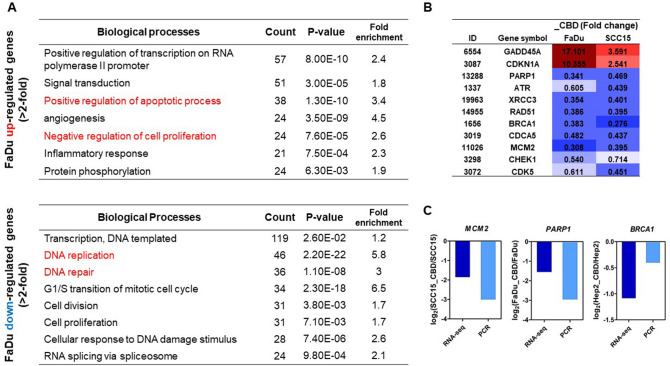 Alteration of Biological processes by cannabidiol (CBD) treatment. (A) The significant gene ontology terms of associated biological processes from differentially up-and down-regulated genes in CBD-treated FaDu cells were listed (twofold difference with p < 0.05). (B) The list showed the DNA damage- and cell cycle arrest-related genes in RNA-seq data. (C) The expression levels of down-regulated genes encoding MCM2, PARP1, and BRCA1 were confirmed by quantitative real-time RT-PCR and compared with the results of RNA-seq.