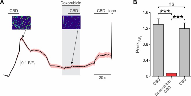 Co-application of CBD with doxorubicin attenuates TRPV2-mediated Ca2+ entry into BNL1 ME cells. (A) Mean ± SEM of changes in cytosolic [Ca2+]i following bath application of 10 μM CBD in SES, 10 μM CBD in SES containing 1 μM doxorubicin, and 10 μM CBD in after washout of doxorubicin, n = 36 cells. Insets, photomicrographs of blue-green-red pseudocolor radiometry images (taken at the time points indicated by arrows) demonstrated a decrease of F/F0 after treatment of doxorubicin. Bar, 50 µm. The pseudocolor scale depicts changes in F/F0 between 0 (blue) to 1.5 (red). For a positive control of imaging, 1 µM ionomycin (Iono) was added to the bath solution at the end of each experiment. (B) Bar graph depicting mean ± SEM of changes in peak FURA-2AM fluorescence following bath application of 10 μM CBD in SES, 10 μM CBD in SES containing 1 μM doxorubicin, and 10 μM CBD in after washout of doxorubicin. Note a significant decrease in response to CBD when doxorubicin is present in the extracellular solution. Note also that the response to CBD is partially rescued after doxorubicin is washed out. ***—p < 0.001, ns, not significant; RM one-way ANOVA with post hoc Bonferroni, n = 54 cells, from three plates.
