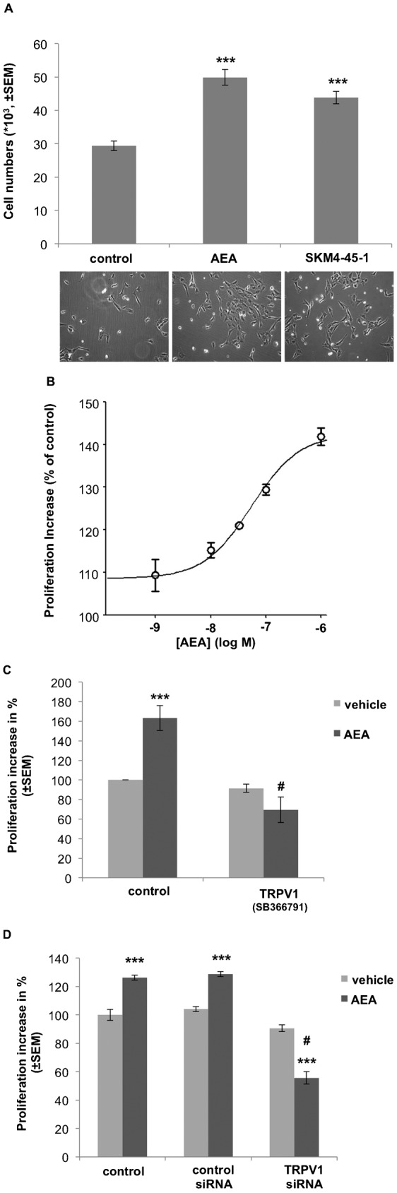 ECFC proliferation is promoted equally by SKM4-45-1 and AEA which is strongly reduced by inhibition of TRPV1.(A) Quantification of cell proliferation in response to anandamide (AEA) and SKM4-45-1. ECFCs where treated with or without 1 µM AEA (n = 10), 1 µM SKM4-45-1 (n = 3) (fluorescent AEA analogue) or same amounts vehicle. ECFC cell numbers were counted after 48 h treated with agonists. Values represent cell numbers (×103; ± SEM); *** indicates p ≤ 0.001 significance as compared to vehicle control. Representative respective pictures of ECFC cell culture after 48 h treatment with vehicle (left picture), 1 µM AEA (middle picture) or 1 µM SKM4-45-1 (right picture) (at 10× magnification). (B) Concentration response curve of AEA on ECFC proliferation. ECFCs where treated with different concentrations of AEA (0.001; 0.01; 0.1 or 1 µM). Proliferation increase was compared to vehicle control (n = 3; ± SEM). (C) Columns represent cell proliferation increase. ECFCs were treated with vehicle (light grey bar) or anandamide (AEA, 1 µM; n = 10) (dark grey bar), with or without an antagonist against TRPV1 (SB366791, 10 µM; n = 3), as indicated. Effects are presented in % as compared to vehicle control (± SEM); *** indicates p ≤ 0.001 significance as compared to vehicle control. # indicates p ≤ 0.001 significance as compared to AEA treated cells without SB366791 treatment. (D) Columns represent cell proliferation increase of knock-down cells. ECFCs were treated with vehicle (light grey bar) or anandamide (AEA, 1 µM; n = 10) (dark grey bar), with or without transfection with non-specific siRNA or siRNA against TRPV1, as indicated. Effects are presented in % as compared to vehicle control (± SEM); *** indicates p ≤ 0.001 significance as compared to individual vehicle control. # indicates p ≤ 0.001 significance as compared to AEA treated cells without siRNA against TRPV1.