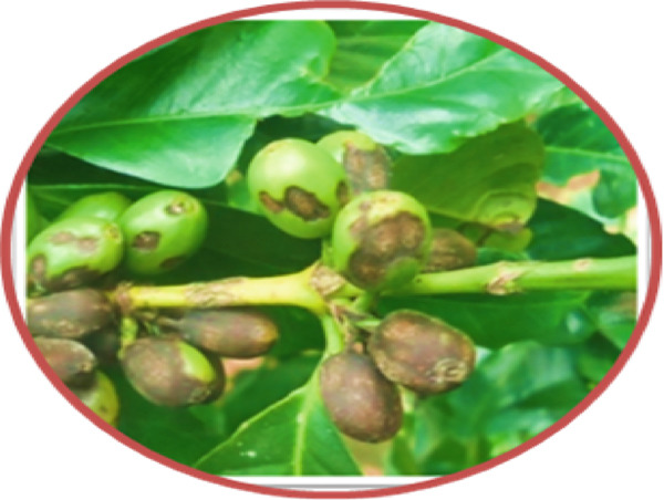 Typical symptoms of coffee berry disease on green coffee berries samples collected for laboratory analyses from farmers’ fields during the 2021 cropping season in southern Ethiopia.