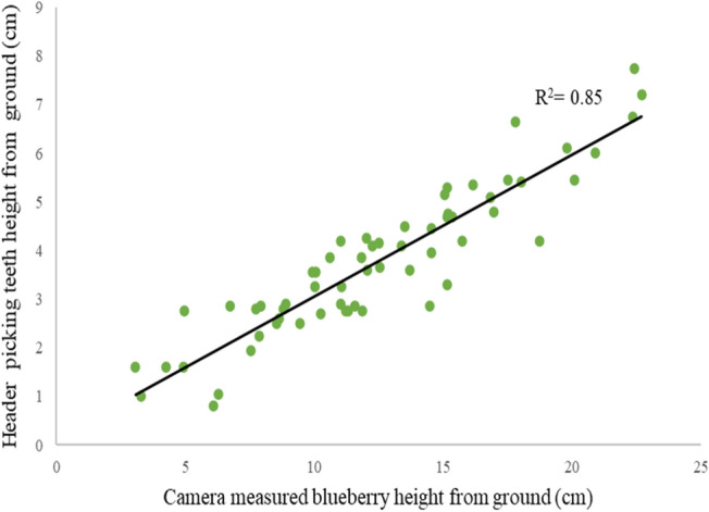 Header height picking teeth positioning based on wild blueberry height.