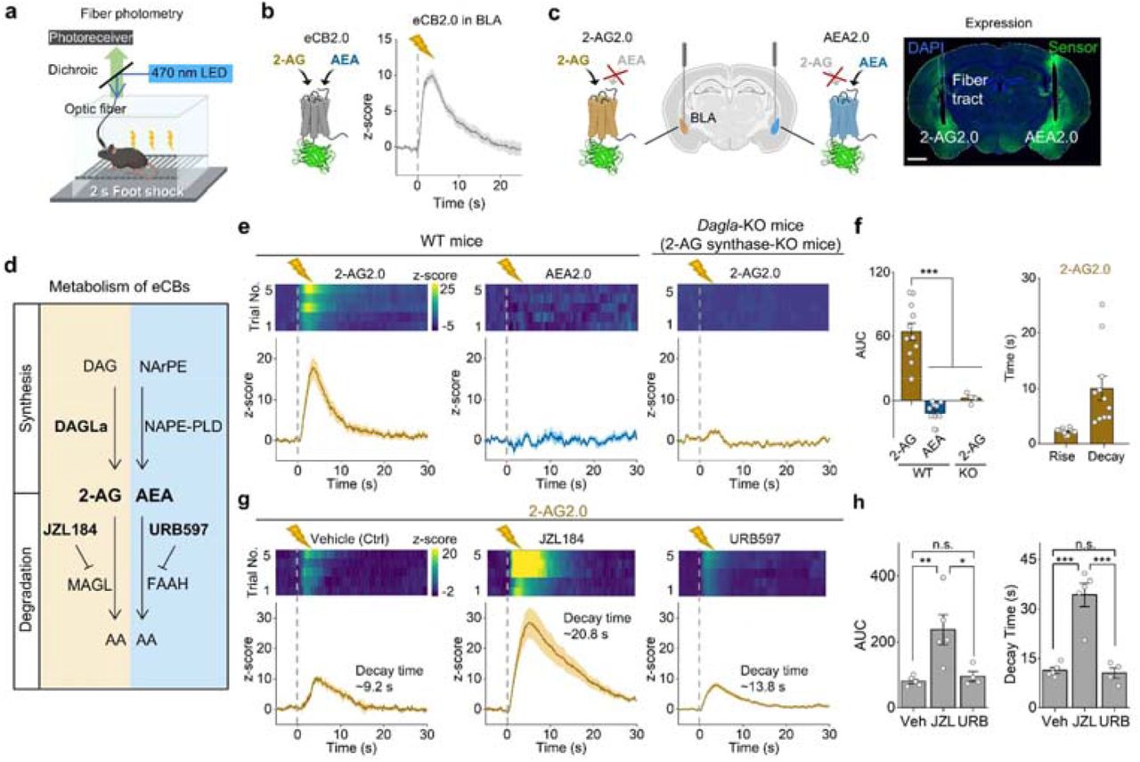 The 2-AG2.0 and AEA2.0 sensors reveal distinct patterns of 2-AG and AEA signaling in response to foot shocka. Schematic diagram depicting the experimental design for in vivo fiber photometry recordings during foot shock in mice expressing either eCB2.0 or 2-AG2.0 and AEA2.0 in opposing hemispheres.b. Left: schematic diagram of the eCB2.0 sensor. Right: example trace of eCB2.0 fluorescence in response to foot shock applied at time 0 (replotted from 38).c. Left: schematic diagram depicting the expression of 2-AG2.0 and AEA2.0 in the BLA in opposing hemispheres of the same mouse. Right: histological verification of sensor expression and fiber placement in the BLA; the nuclei were counterstained with DAPI. Scale bar, 1 mm.d. Schematic diagram showing the biosynthetic (top) and degradative (bottom) pathways of AEA and 2-AG; showing the inhibitors for AEA and 2-AG degradation. DAG, diacylglycerol; NArPE, N-arachidonoyl phosphatidylethanolamines; DAGLa, diacylglycerol lipase alpha; NAPE-PLD, N-acyl phosphatidylethanolamine-hydrolyzing phospholipase D; MAGL, monoacylglycerol lipase; FAAH, fatty acid amide hydrolase; AA, arachidonic acid; JZL184, MAGL inhibitor; URB597, FAAH inhibitor.e. Representative pseudocolor heatmaps showing sensor responses over 5 trials (top) and corresponding average fluorescence traces (bottom) measured in the BLA of a WT mouse (left and middle) and Dagla-KO (e) mouse expressing 2-AG2.0 (yellow traces) and AEA2.0 (blue traces) in opposing hemispheres. Where indicated, a 2 s foot shock was applied.f. Group summary of the area under the curve (AUC, 0–30 s after shock) (left) for the 2-AG2.0 and AEA2.0 fluorescence signals, and rise and decay time (10–90%) (right) for the 2-AG2.0 fluorescence signals measured in the BLA of WT and Dagla-KO mice following foot shock; n=4–11 mice per group.g. Representative pseudocolor heatmaps showing the responses of 2-AG2.0 over 5 trials (top) and corresponding average fluorescence traces (bottom) measured in the BLA of WT mice expressing 2-AG2.0 following intraperitoneal an (i.p.) injection of vehicle (left), JZL184 (middle), or URB597 (right). Where indicated, a 2-s foot shock was applied. The decay times are indicated in plots.h. Summary of AUC (0–30 s after shock) (left) and decay time (10–90%) (right) for the 2-AG2.0 fluorescence signals measured in the BLA of WT mice treated with an i.p. injection of vehicle (Veh), JZL184 (JZL), or URB597 (URB); n = 4–5 mice per group.