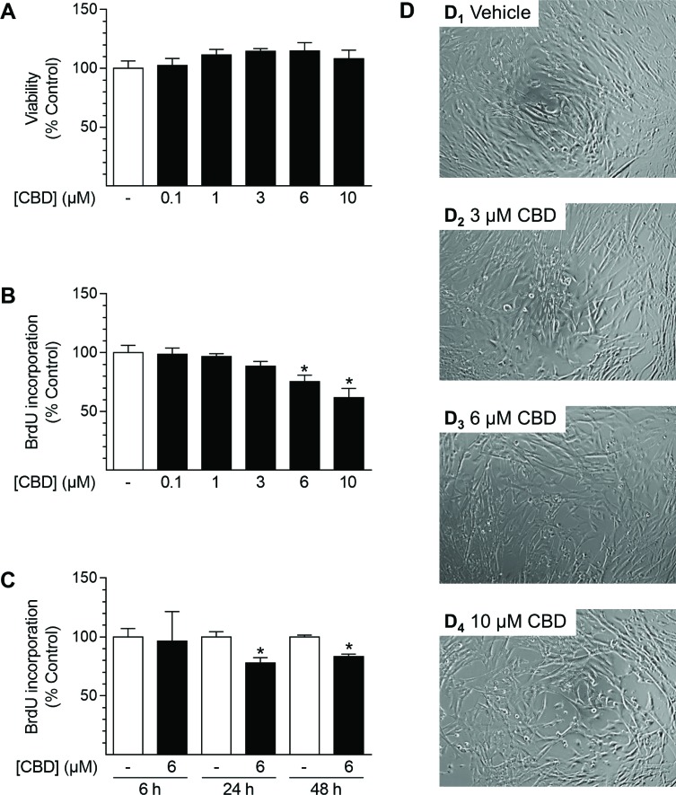 Effect of CBD on viability and proliferation of HUASMCCells were incubated for 48 h with the indicated concentrations of CBD (A, B, D) or with 6 µM CBD for the indicated times (C). Following incubation, cells were analyzed for viability via trypan blue exclusion staining (A) or proliferation using BrdU incorporation assay (B, C). For visualization, unstained monolayers were photographed in culture using a 10× objective and digital microscope camera (AxioCam ERc 5 s; Zeiss) (D). Percentage of control represents comparison with the respective vehicle-treated time-matched group (set as 100%). Values are means ± SEM of n = 4 (A) or n = 10–12 (B, C) experiments. *P < 0.05 vs. time-matched vehicle control; one-way ANOVA plus Dunnett post hoc test (A, B) or Student’s two-tailed t-test (C).