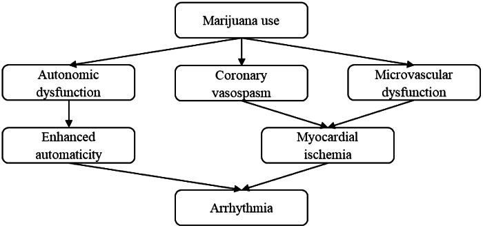Proposed mechanisms of marijuana-induced cardiac arrhythmias.