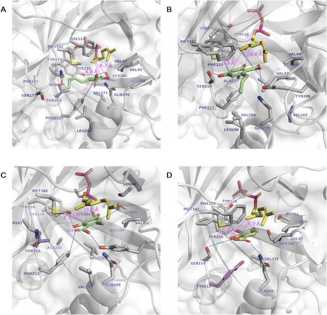 Docking of aromatic substrates in the active site of the highest-yielding variants. (A) 1a in S214T*, (B) 1b in T269V, (C) 1c in S214T, and (D) 1d in F213Y*. The stick representations are GPP (yellow), aromatic substrate (green), mutated residues (purple), and other substrate-interacting residues (gray). Hydrogen bonds and the catalytic distances between the C1 atom of GPP and the C3 or O2 atoms of the aromatic substrates are marked in dotted blue and pink lines, respectively.