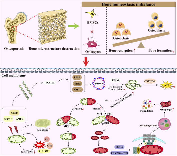 Infographic illustrating osteoporosis development and mitochondrial dysfunction in bone. Top section depicts osteoporosis leading to bone microstructure destruction, bone homeostasis imbalance, increased osteoclast activity, and decreased osteoblast function. Lower section shows mitochondrial pathways, including disrupted ATP production, increased reactive oxygen species, apoptosis, damaged mitochondrial fusion and fission, mitophagy, and autophagosome involvement.