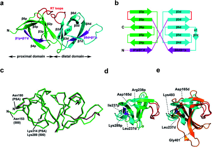 Structural features of CBD500. (a) Cartoon representation of the proximal (p; green, Cα atoms 153–164 and 238–289) and distal (d; cyan, Cα atoms 165–237) SH3b-like repeats of CBD500 (number corresponds to the full length Ply500). The β-strands β1p and β8d (magenta) are structurally swapped between the two repeats, thus corresponding to β1′d and β1′p, respectively. Loops connecting β2p-β3p and β2d-β3d closely resemble the ligand-binding RT loops44 of canonical SH3 domains (red). (b) Topology diagram of CBD500 with secondary structure elements shown as cylinders for α-helices and arrows for β-strands. (c) Wire representation of CBD500 and CBDPSA (PDB ID 1XOV, Cα atoms 180–314) structures upon alignment (RMSD of 0.39 Å for 120 Cα atoms). (d) Superposition of the pseudo-symmetric (proximal and distal) repeats of CBD500 (RMSD of 1.23 Å, for 34 Cα atoms). (e) Superposition of the distal repeat of CBD500 (cyan) and the single SH3b domain of lysostaphin calculated by the DALI server37 (PDB ID 5LEO; RMSD of 1.7 Å, Cα atoms 401–493, orange) with the RT loops colored red.