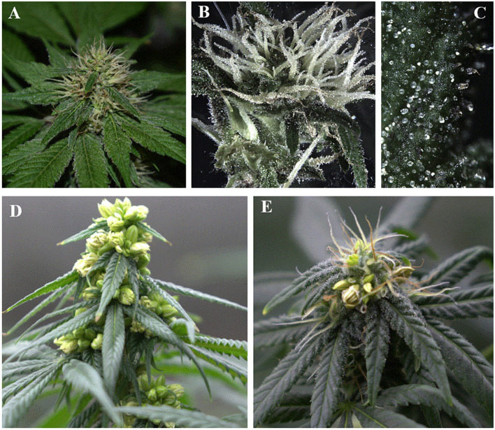 Overview of Cannabis sativa inflorescence: (A) Female flower prior to bud formation; (B) Stigma of female flowers; (C) Trichomes, mostly abundant in female inflorescence where phytochemicals are accumulated; (D) Male flowers during dehiscence; (E) Monoecious inflorescence expressing both male and female flowers in the same individual plant, which will then self-pollinate, fertilize, and produce feminized seeds that express all-female flowers.
