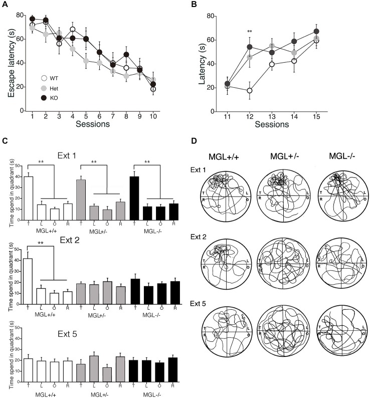 Accelerated extinction of reference memory in the MWM in MGL KO mice. (A) WT (MGL+/+; n = 10), Het (MGL+/−; n = 10), and MGL KO (MGL−/−; n = 15) mice were trained in the water maze paradigm for 10 consecutive days (2 trials per day). The platform was fixed in a target quadrant. Escape latencies for both groups improved throughout training, and there was no significant difference between the three groups. (B) After the acquisition phase, the platform was removed, and the extinction of reference memory was tested in WT (MGL+/+; n = 10), Het (MGL+/−; n = 10), and KO (MGL−/−; n = 15) mice. Escape latencies of MGL KO and Het mice were significantly longer compared to those of WT mice. Post hoc tests: p < 0.01 at the 12th session, for both WT vs. Het and WT vs. KO. (C) Learning performance at the extinction phase is expressed as the percentage of time spent in each of the water-maze quadrants (T: target quadrant; L: left quadrant; O: opposite quadrant; R: right quadrant). In the first session of the extinction phase (Ext 1), all three groups spent significantly more time in the target quadrant. In the second session of the extinction phase (Ext 2), WT mice still spent significantly more time in the target quadrant. In contrast, MGL KO mice no longer showed a preference for the target quadrant. (D) Representative images of the swimming paths of mice during the extinction sessions. **p < 0.01 relative to the corresponding control group.
