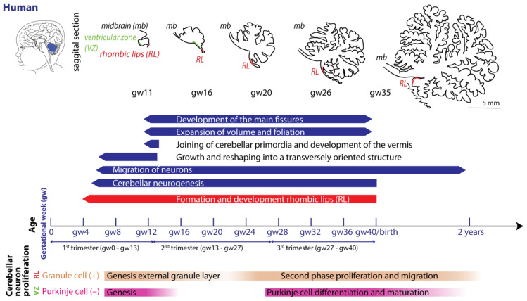 Developmental timeline of the human cerebellum. Top row: Sagittal sections of the outline of the human cerebellum at five timepoints during development, starting from gestational week (gw) 11 (adapted from [20]) with different aspects of the development being highlighted below. Bottom row: The timeline of the development of individual cerebellar cell types. The duration and timing of development is indicated with a color-coded bar with a distinct bar length. Excitatory (+) granule cells (orange) derive from the rhombic lips (RLs, red). Inhibitory (−) GABAergic Purkinje cells (pink) derive from the ventricular zone (VZ, green).