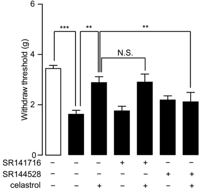 Analgesia effect of celastrol in SNI mice was blocked by the CB2 antagonist. The effects of vehicle (5% PEG/5% Tween-80 in saline, 10 mL/kg, i.p.), SR141716 (1 mg/kg, i.p.), SR144528 (1 mg/kg, i.p.) and celastrol (0.3 mg/kg, i.p.) on the mechanical allodynia test in the seventh day post-surgery SNI mice (closed bars). Open bars, sham-operated mice. Pain withdraw thresholds were measured two hours after drug administration. N.S., not significant; *** p < 0.001, ** p < 0.01, one-way ANOVA with Bonferroni’s multiple comparison test, n = 5–6.