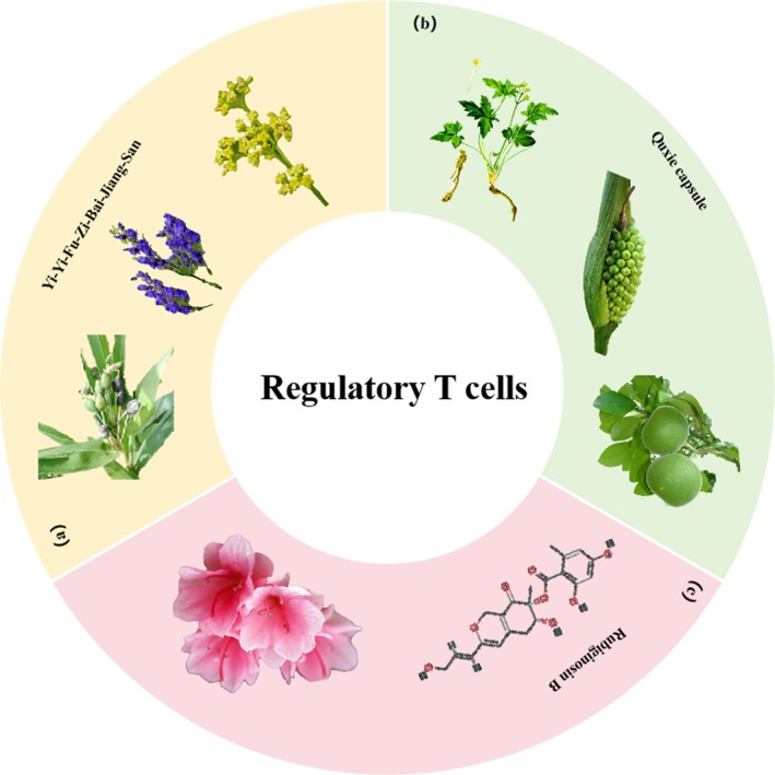 Herbal medicine treats CRC by regulating regulatory T cells. (a) Coix lacryma‐jobi , Aconitum carmichaelii Debeaux and Patrinia scabiosifolia Fisch. ex Trevir. (b) Coptis chinensis Franch., Pinellia ternata (Thunb.) Ten. ex Breitenb. and Citrus grandis ‘Tomentosa’. (c) Rhododendron brachypodum Fang & P. S. Liu.