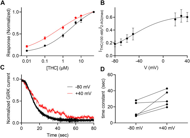 Voltage dependence of the potency of THC. (A) Dose response curves for several THC concentrations at −80 mV (black symbols and line; n = 29, 29, 29, 13, 12 and 30 for 1, 10, 100, 1,000, 5,000, 10000, and 50000 nM, respectively) and at +40 mV (red symbols and line; n = 18, 18, 18, 14, 8 and 21 for 1, 10, 100, 1,000, 5,000, 10000, and 50000 nM, respectively). The responses are normalized to the response evoked by 20 µM THC at each holding potential. (B) The dependence of the relative activation of the receptor by 100 nM THC in voltage. Responses are normalized to the response evoked by 50000 nM THC at each holding potential. (C) A comparison of the decay of GIRK currents at -80 mV (black) or at +40 mV (red). The washout of the agonists took place at time 0 and the currents were normalized to enable comparison between the two recordings. (D) Time constants of decay measured of −80 mV and +40 mV. Each two data points connected with a line represent the same oocyte at the two holding potentials.