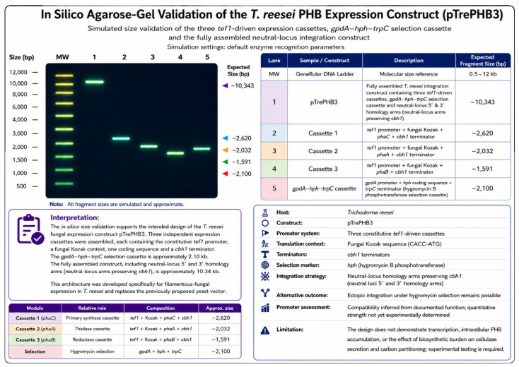 In silico agarose-gel size validation of the T. reesei TrePHB3 integration construct. Lane 1 represents the intact approximately 10,343 bp integration construct; lanes 2–4 represent the three independent tef1-driven expression cassettes carrying phaC, phaA and phaB at approximately 2620, 2032 and 1591 bp, respectively; and lane 5 represents the approximately 2100 bp gpdA–hph–trpC selection cassette.