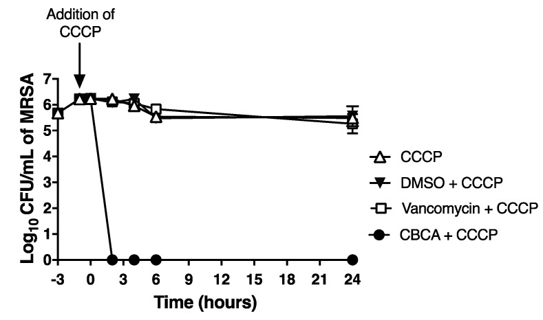 Time-kill assay of carbonyl cyanide m-chlorophenylhydrazone (CCCP)-treated MRSA. MRSA were grown to OD600 0.001 and pre-treated with the proton-ionophore CCCP (10 μM) for 1 h to arrest growth. Bacteria were then treated with CBCA (40 μM) or vancomycin (30 μM) for 24 h. At indicated time points aliquots of cultures were retrieved and subjected to serial dilution and plating for enumeration of viable bacteria (CFU/mL). Error bars represent the standard error obtained from triplicate samples. Data representative of two independent experiments.