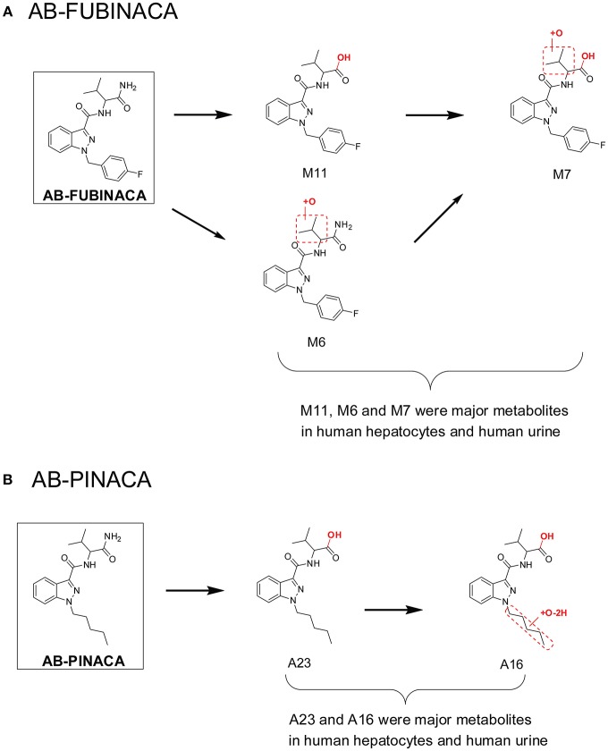 Major metabolites of AB-FUBINACA (A) and AB-PINACA (B) following human hepatocytes incubation and in human urine samples after suspected AB-FUBINACA and AB-PINACA intake. All metabolite nomenclatures are from the original manuscripts.