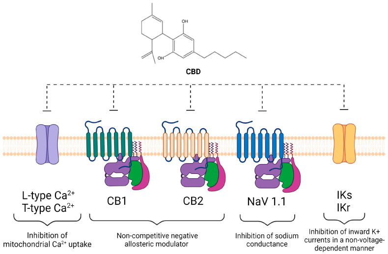 Main targets of CBD inhibitory function. Schematic figure with the ion channels and the receptors inhibited by CBD with reported intracellular effects [16,23,25,74,75,76,77,78,79].