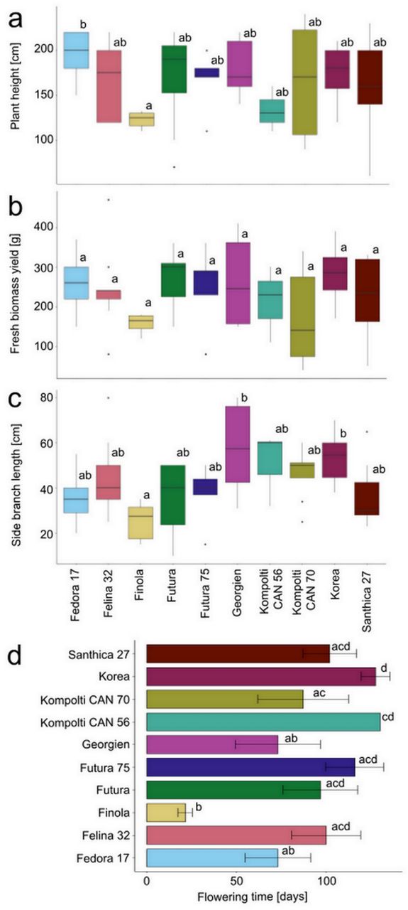 Hemp plant architectural traits and flowering times vary within and between cultivars.Hemp plants were phenotyped for plant height at day 130 after sowing (a), fresh biomass yield (b), and length of the longest side branch (c). Flowering time was observed as the number of days between sowing and the onset of flowering per hemp cultivar (d). Significance levels are indicated with letters (p < 0.05).