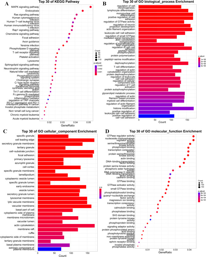 Ontological and Functional Enrichment Analysis of Differentially Methylated Genes. A Top 30 KEGG pathway enrichment. B Top 30 Gene Ontology Biological Process Enrichment. C Top 30 Gene Ontology Cellular Component Enrichment. D Top 30 Gene Ontology Molecular Function Enrichment.The vertical axis indicates the name of the KEGG pathway or GO category, the horizontal axis represents the enrichment factor, and the size of the circle indicates the number of differential methylation-related genes involved in the pathway or category