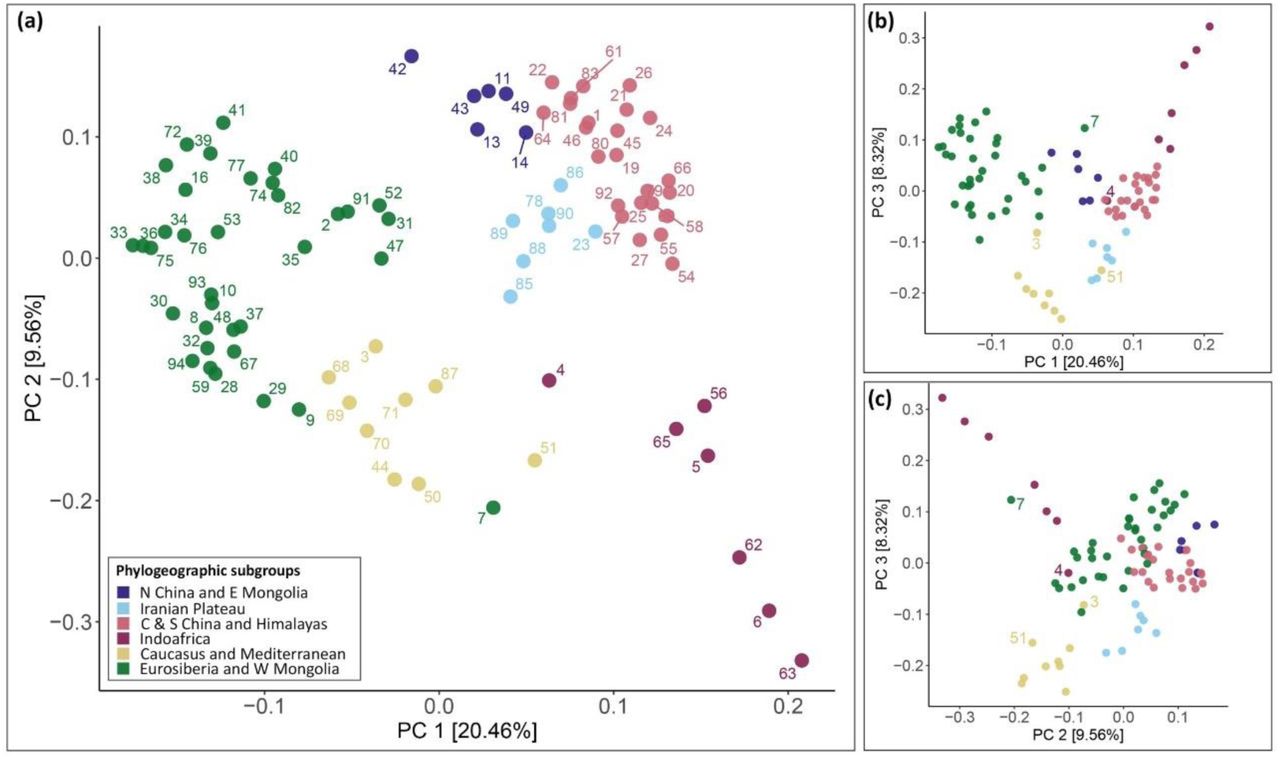 Principal component analysis (PCA; done with PLINK) of Cannabis sativa individuals for the 2,875 (filtered and unlinked) single nucleotide polymorphisms (SNPs) called from the same 345 nuclear ortholog targets (comprising exons and their flanking regions) used to estimate the nuclear species tree (supercontig data matrix). Colours correspond to the six phylogeographic subgroups identified in the phylogenomic analysis (see Fig. 2). (a) First and second PCA axes. (b) First and third PCA axes. (c) Second and third PCA axes.