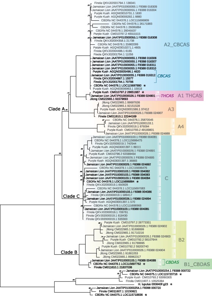Cannabinoid oxidocyclase gene tree. Based on nucleotide sequences from whole-genome assemblies of Cannabis sativa cultivars “CBDRx” (N = 13), “Finola” (N = 15), “Jamaican Lion” (mother; N = 26), “Purple Kush” (N = 16), and a putatively wild plant from Jilong, Tibet (N = 8) and Humulus lupulus (N = 1); including closely related berberine bridge enzymes as outgroups for a total of 78 gene sequences used in this phylogenetic reconstruction (McKernan et al. 2018; Laverty et al. 2019; S. Gao et al. 2020; Grassa et al. 2021). Labels indicate genbank accession of genomic contig and locus tag (when available) or start position. Putative nonfunctional (pseudo)genes are in gray; functionally characterized THCAS, CBDAS, and CBCAS genes (Sirikantaramas et al. 2004; Taura, Sirikantaramas, Shoyama, Yoshikai, et al. 2007; Laverty et al. 2019) are labeled. Sequences included in the BBE-like analysis shown in figure 2A are marked with an asterisk. Colored blocks indicate the identified clades; white blocks indicate sequence types. Node labels indicate posterior probabilities below 1.0.