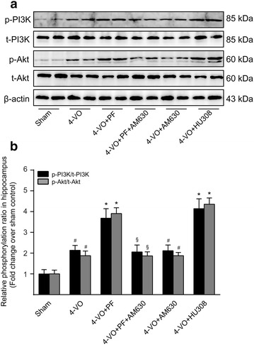 Effects of paeoniflorin on PI3K/Akt signaling pathway in hippocampi of rats after cerebral ischemia. One week after four-vessel occlusion (4-VO) surgery, rats were intraperitoneally administered saline (4-VO), paeoniflorin (4-VO+PF; 40 mg/kg/day), paeoniflorin+AM630 (4-VO+PF+AM630; 40 + 3 mg/kg/day), AM630 (4-VO+AM630; 3 mg/kg/day) or HU308 (4-VO+HU308; 3 mg/kg/day) for consecutive 28 days. a After treatment, whole tissue lysates of hippocampus were prepared and subjected to Western blotting analysis using antibodies specific for phosphorylated forms or all forms of PI3K and Akt. β-Actin was used as a loading control. b The protein levels of phosphorylated PI3K and Akt were converted to arbitrary densitometricunits, normalized by the value of the corresponding total protein level and expressed relative to the phosphorylation ratio in sham-operated rats (defined as 1-fold). Each bar represents mean ± SD of three independent experiments. n = 6 rats per group. #P < 0.05 versus sham group, *P < 0.05 versus 4-VO model group, §P < 0.05 versus 4-VO+PF group