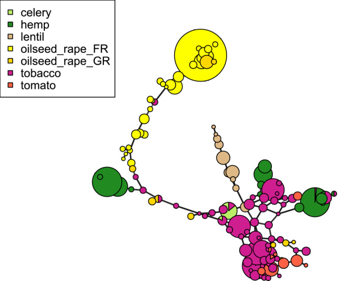 Minimum spanning network of microsatellite genotype data based on Bruvo's distance. Each node represents a unique, non‐singleton multilocus genotype. Node sizes are a function of the number of individuals carrying the genotype. Node colors represent the host crop from which individuals were sampled. Oilseed_rape_FR: oilseed rape fields from France; oilseed_rape_GR: oilseed rape fields from Greece.
