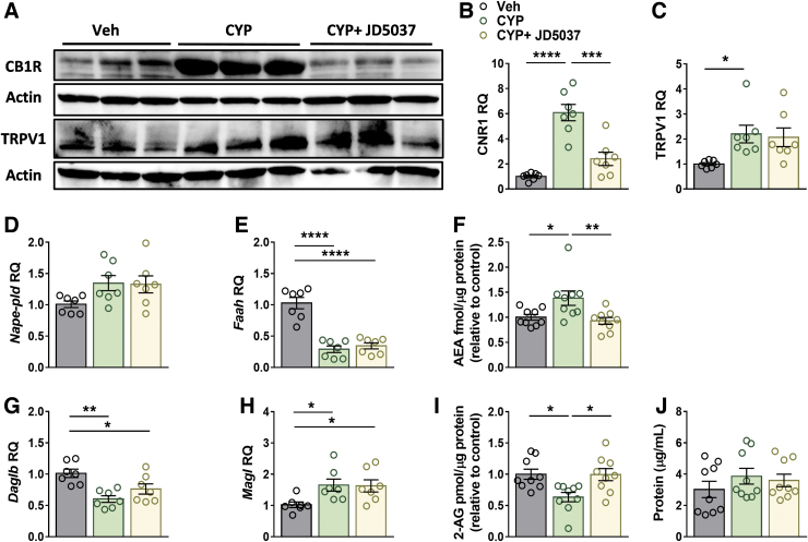 Peripherally restricted CB1R antagonism restores the ECS tone. JD5037 treatment restored bladder protein expression levels of CB1R (A, B) in CYP-injected mice, but not the elevated protein levels of TRPV1 (A, C), as shown in the representative immunoblots. CYP did not induce any significant changes in the mRNA expression levels of Nape-pld (D); however, it did induce a significant reduction in Faah (E). Accordingly, the actual amount of AEA increased in the CYP-injected mice and was normalized by JD5037 (F). CYP induced a significant reduction in the bladder mRNA levels of Daglb (G) and significant upregulation of Magl (H). Accordingly, the actual amount of 2-AG was significantly reduced in the CYP-injected mice and normalized by JD5037 (I). Bladder protein concentrations (J). Data represent the mean±SEM. For (B–E and G, H), n=7 mice per group, and for (F, I, J), n=9 mice per group. *p<0.05, **p<0.01, ***p<0.001, and ****p<0.0001. 2-AG, 2-arachidonoylglycerol; AEA, anandamide; Daglb, diacylglycerol lipase b; ECS, endocannabinoid system; Faah, fatty acid amide hydrolase; Magl, monoacylglycerol lipase; Nape-pld, N-acyl phosphatidylethanolamine phospholipase D.