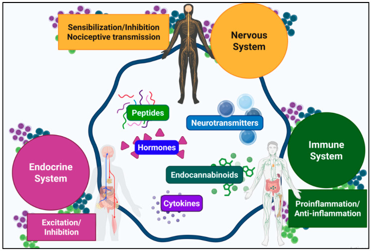 Schematic representation of neuroendocrine–immune communication pathways in response to tissue injury (Note: modified from [1]). Tissue injury activates an integrated defense coordinated by nervous, endocrine, and immune systems, involving bidirectional signaling via autonomic pathways and systemic mediators. Shared molecules mediate context-dependent responses that regulate vascular permeability, immune cell recruitment, and pain thresholds.