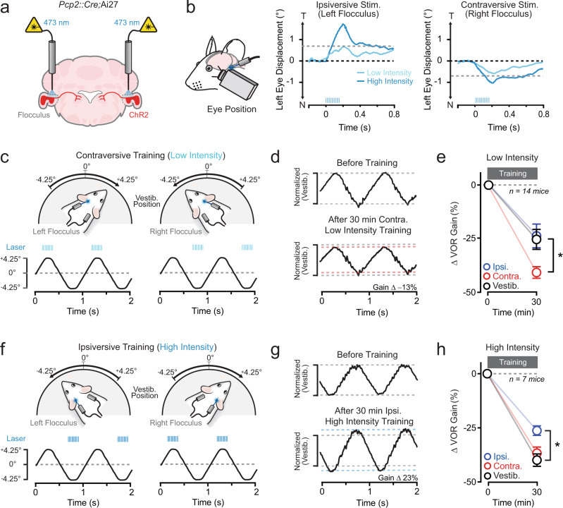 Optogenetic PC activation induces VOR learning.a Optical fibers targeting both flocculi were bilaterally implanted into Pcp2::Cre;Ai27 mice to stimulate ChR2-expressing PCs. b Eye movements in a mouse evoked by unilateral optogenetic PC activation using different light powers (λ 471 nm; 12 pulses; 5 ms; 50 Hz, 1 and 2 mW). The direction of lateral eye displacement (T, temporal; N, nasal) depended on whether PCs in the ipsiversive or contraversive flocculus were stimulated (laser pulses indicated by blue tick marks). The absolute amplitude of evoked movements was used to categorize the intensity of optogenetic stimuli (> or <0.75°, high- and low-intensity, respectively). c In darkness, head-fixed mice were trained by pairing sinusoidal vestibular motion (1 Hz) with a low-intensity optogenetic stimulus (λ 471 nm; 12 pulses; 5 ms; 50 Hz) beginning near the completion of head turns (training lasted 30 min). In the example traces below, PC activation was timed to the end of contraversive vestibular motion (average head position, black trace; laser pulses; blue tics). d Average VOR-evoked eye movements measured before and after the mouse were trained with a pairing procedure using low-intensity optogenetic stimuli timed to the end of contraversive vestibular motion. The traces were normalized to that of time-matched, control responses recorded during sessions of training consisting of the vestibular stimulus alone. e The effect of pairing either contraversive or ipsiversive vestibular motion with low-intensity optogenetic stimuli on VOR gain, shown relative to control sessions. Measurements were obtained from the same mice. Changes are shown normalized to a baseline measurement obtained immediately before training (t = 0 min) for each condition. Vestibular stimulation vs. ipsiversive stimulation: P = 0.6903; vestibular stimulation vs. contraversive stimulation: P = 0.0388. f In separate sessions, a cohort of the same mice was trained using pairing that included high-intensity optogenetic stimuli (λ 471 nm; 12 pulses; 5 ms; 50 Hz). In the example head-position traces below, PC activation was timed to the end of ipsiversive vestibular motion. g Average VOR eye movements before and after training with high-intensity optogenetic stimuli timed to the end of ipsiversive vestibular motion. h The effect of pairing vestibular motion with high-intensity optogenetic PC stimulation on VOR gain across mice. Vestibular stimulation vs. ipsiversive stimulation: p = 0.0068, Vestibular stimulation vs. contraversive stimulation: P = 0.1151. Data are shown mean ± SEM with an asterisk indicating P < 0.05, two-way repeated-measures ANOVA with Dunnett’s post tests.