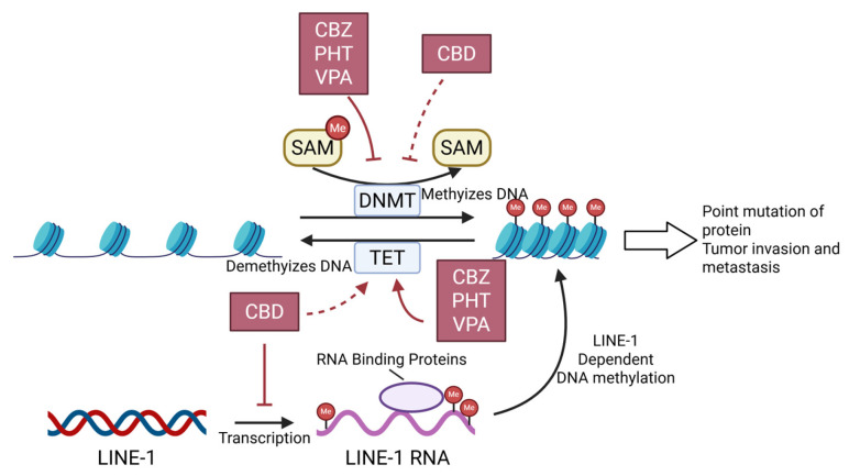 CBZ, PHT and VPA hinder methylation of DNA bidirectionally by inhibiting DNMT and activating TET. CBD hinders L-1 dependent DNA methylation by inhibiting LINE-1′s transcription. Molecular docking indicates CBD’s affinity to DNMT1 and TET1, requiring experimental validation. Abbreviations: CBZ, Carbamazepine; PHT, Phenytoin; VPA, Valproic acid; CBD, Cannabidiol; Me, Methyl group; SAM, S-adenosylmethionine; DNMT, DNA methyltransferase; TET, Ten-eleven translocation methylcytosine dioxygenase; LINE-1, Long interspersed element-1.