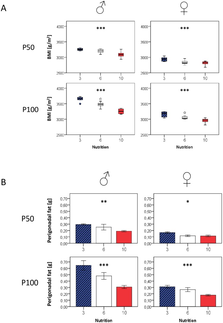 BMI (Fig. 2A) and perigonadal fat mass (Fig. 2B) at P50 and P100 in relation to postnatal nutrition and gender.Group differences for both parameters tended to further increase with age. If not indicated otherwise, displayed significance levels (* p<0.05, ** p<0.01, *** p<0.001) refer to comparisons between all three nutrition groups (ANOVA). P50: n = 4–10 animals per nutrition group and gender; P100: n = 5–10 animals per nutrition group and gender.