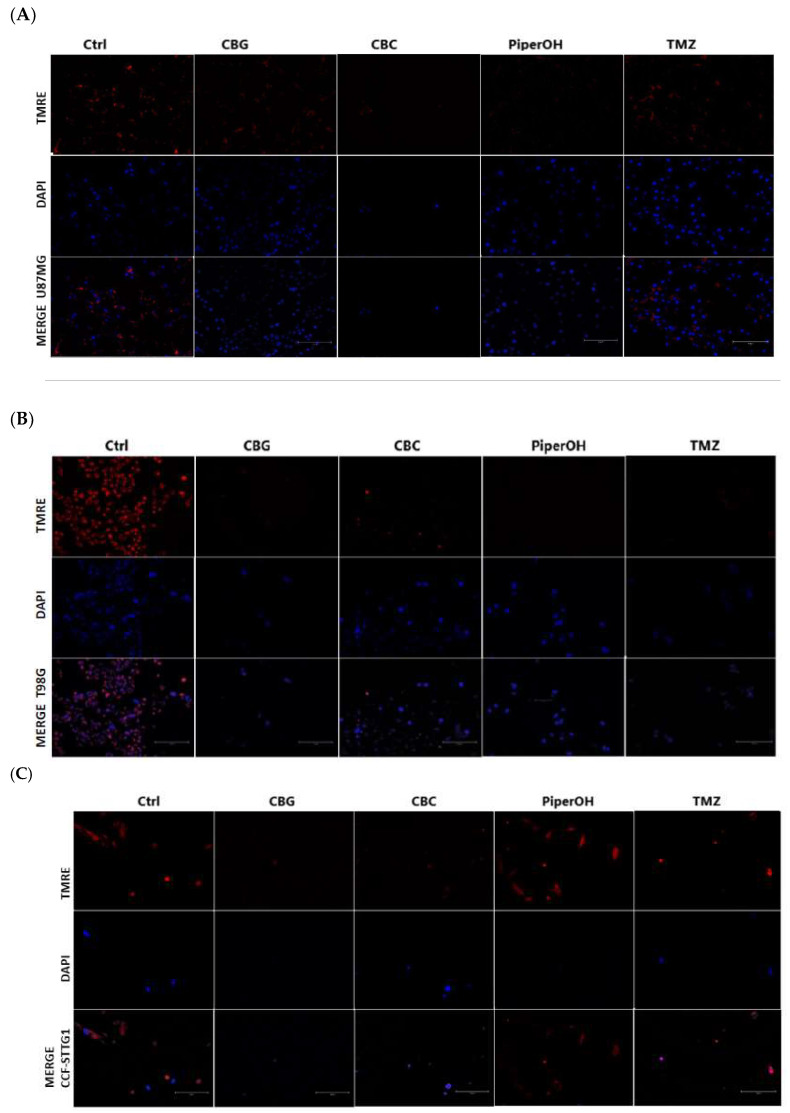 Assessment of mitochondrial membrane potential in astrocytoma cells U87 mg, T98G, and CCFSTTG1. (A–C) Cells were treated with control (Ctrl), CBG, CBC (4 ng/µL), PiperOH (12.5 ng/µL), and TMZ (50 ng/µL) for 24 h and analyzed via confocal microscopy (magnification × 20 scale bar 150 µm) using TMRE dye, with nuclear staining using DAPI.