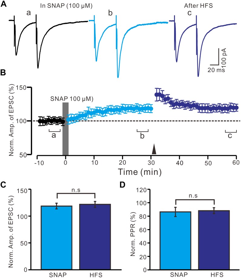 Application SNAP occluded the HFS to induce LTP of excitatory glutamatergic inputs in the PVN MNCs. (A) Representative traces showing paired-pulse stimulation-evoked EPSCs in a PVN MNC before (a), after (b) application of SNAP (100 μM), and after delivery of HFS (c). (B) Summary of data (n = 12 cells) show the time course of the normalized amplitude of N1 before, after application of SNAP (gray line; 120 s) and after delivery of HFS (arrow head). The a, b, and c denote baseline, after application of SNAP and after delivery of HFS, respectively. (C) Bar graph (n = 12 cells) showing the normalized amplitude of N1 after application of SNAP (SNAP) (b shown in panel B) and after delivery of HFS (HFS) (c shown in panel B). (D) Summary of data (n = 6 cells) showing the normalized PPR after application of SNAP (SNAP) and after delivery of HFS (HFS). Note that application NO donor could occlude the HFS to induce LTP of excitatory glutamatergic inputs in the PVN MNCs.