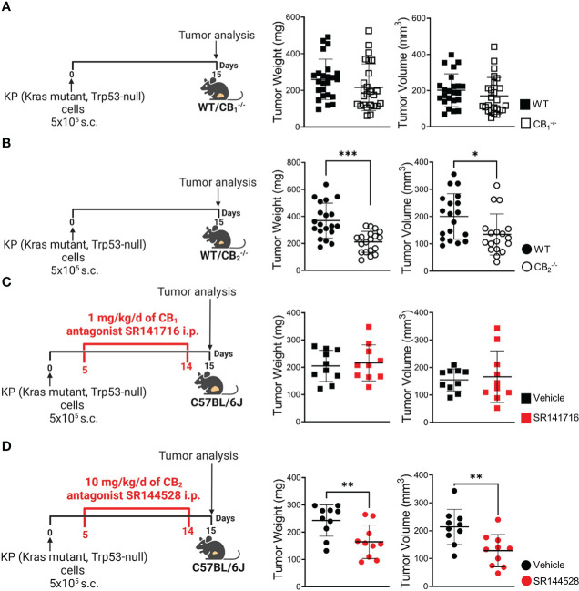 Blockade of CB2, but not CB1, inhibits tumor growth in a mouse model of NSCLC. (A) Experimental design: CB1 -/- mice and wild type (WT) littermates were subcutaneously (s.c.) injected with 5x105 KP (Kras mutant, Trp53-null) lung adenocarcinoma cells on day 0. On day 15, tumors were measured ex vivo and harvested for analysis. Data indicate mean values ± SD from three pooled independent experiments. n= 23-25. (B) Experimental design: CB2 -/- mice and WT littermates were s.c. injected with 5x105 KP lung adenocarcinoma cells on day 0. On day 15, tumors were measured ex vivo and collected for analysis. Data indicate mean values ± SD from two pooled independent experiments. n= 18-20. (C, D) Experimental design: C57BL/6J WT mice were s.c. injected with 5x105 KP lung adenocarcinoma cells on day 0. Five-days post-inoculation, KP cell tumor-bearing mice started receiving intraperitoneal (i.p.) injections of either (C) 1 mg/kg/d of CB1 antagonist SR141716 or (D) 10 mg/kg/d of CB2 antagonist SR144528 (or vehicle). On day 15, tumor weight and volume were measured ex vivo. One representative experiment is shown. Data indicate mean values ± SD, n= 9-10. All statistical differences were evaluated by using unpaired student`s t-test (A–D). *p < .05; **p < .01; ***p < .001. NSCLC, non-small cell lung cancer.